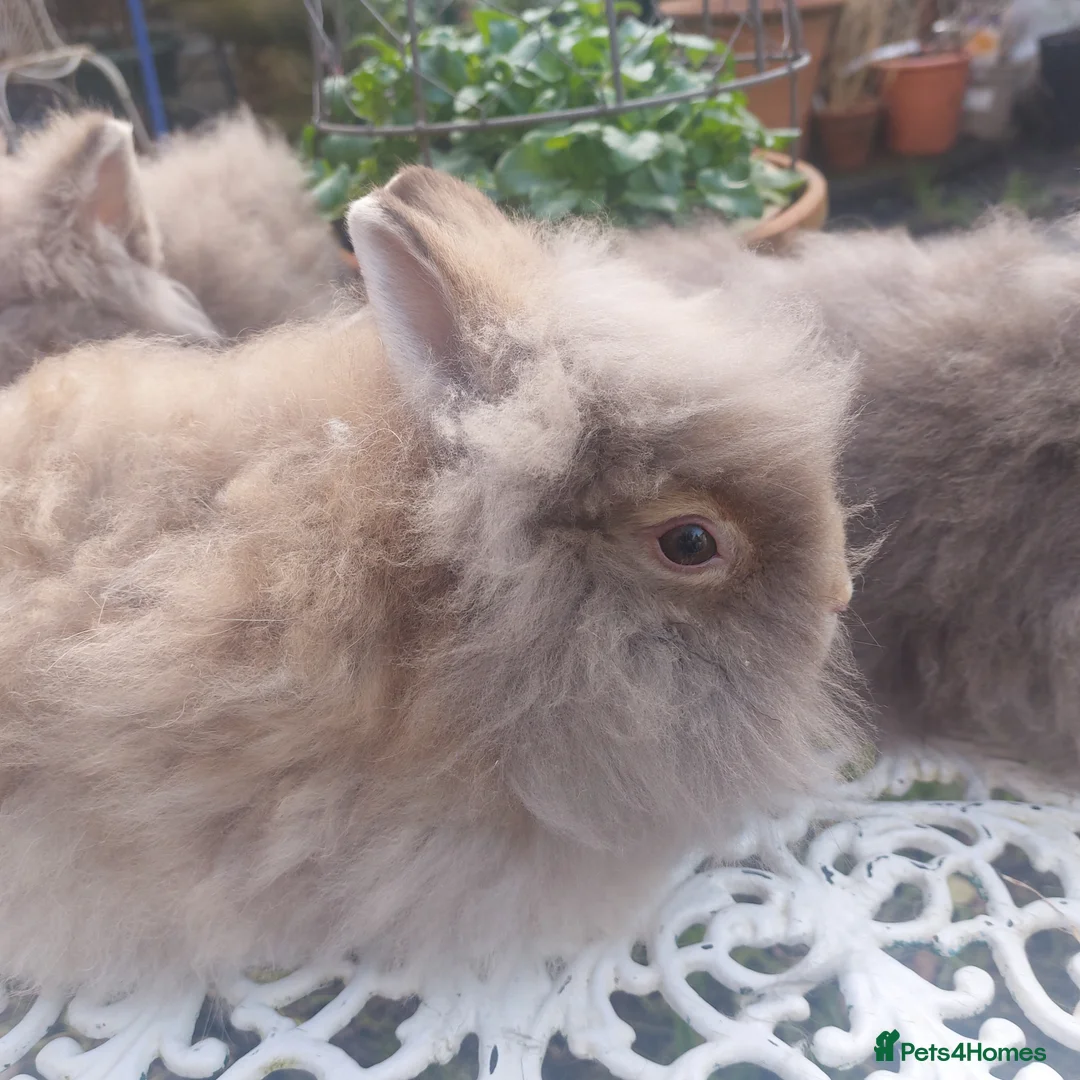 Lionhead rabbits for sale: PUREBRED DOUBLE LION HEAD BABIES  - Advert 9
