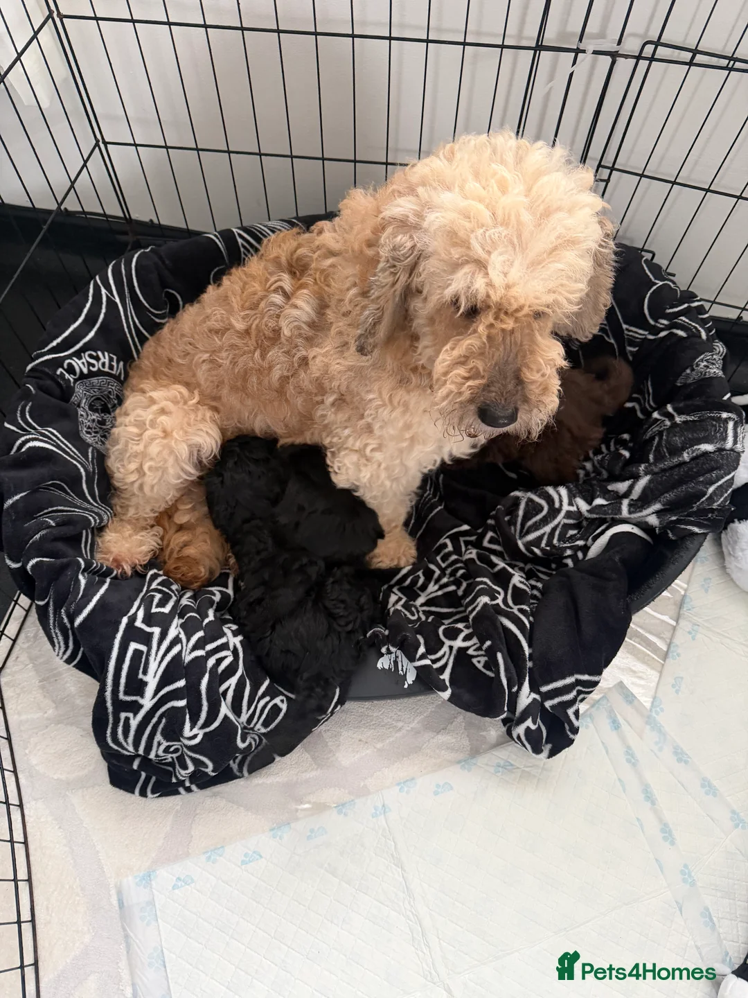 Cockapoo dogs for sale: CockerPoo  - Advert 13