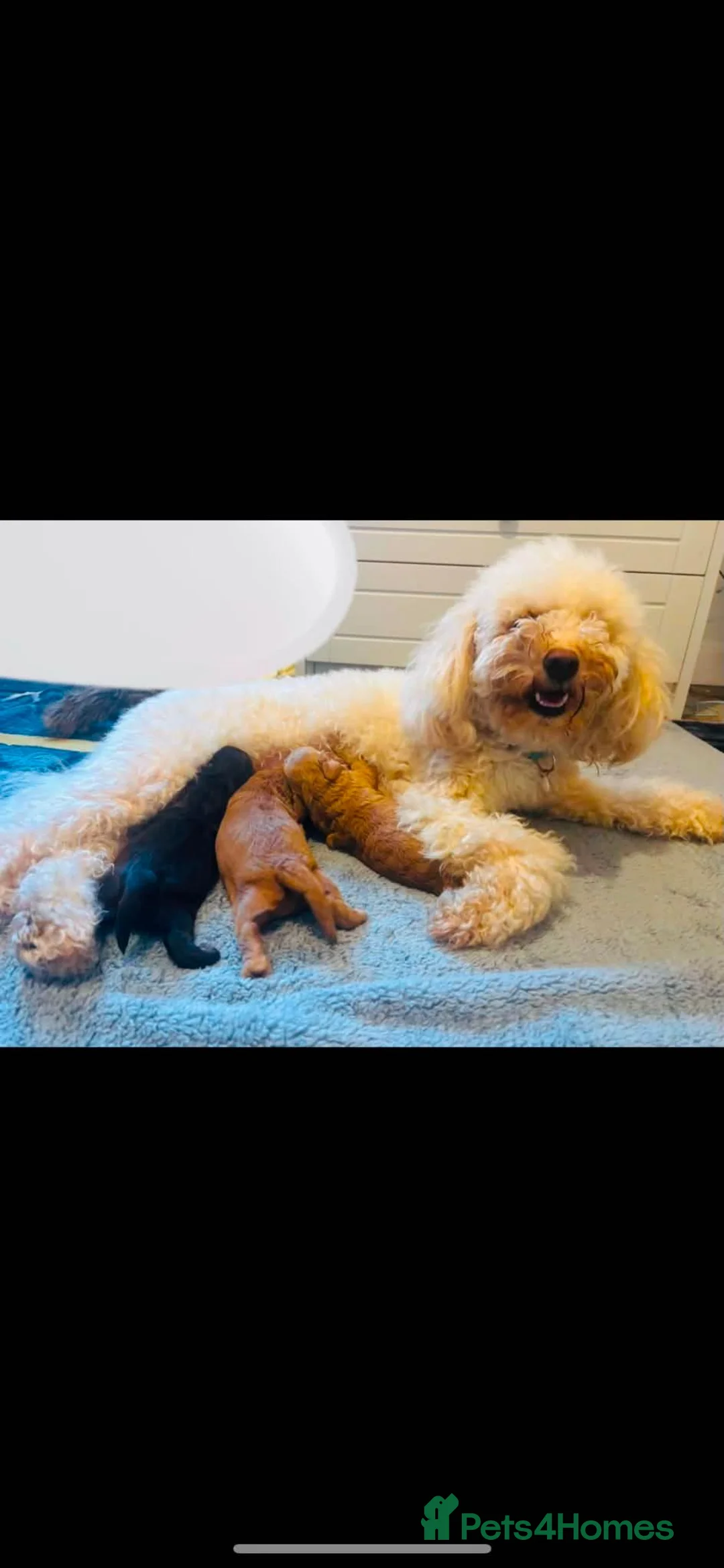 Cockapoo dogs for sale: COCKAPOO PUPPIES LOOKING FOR A HOME  - Advert 26