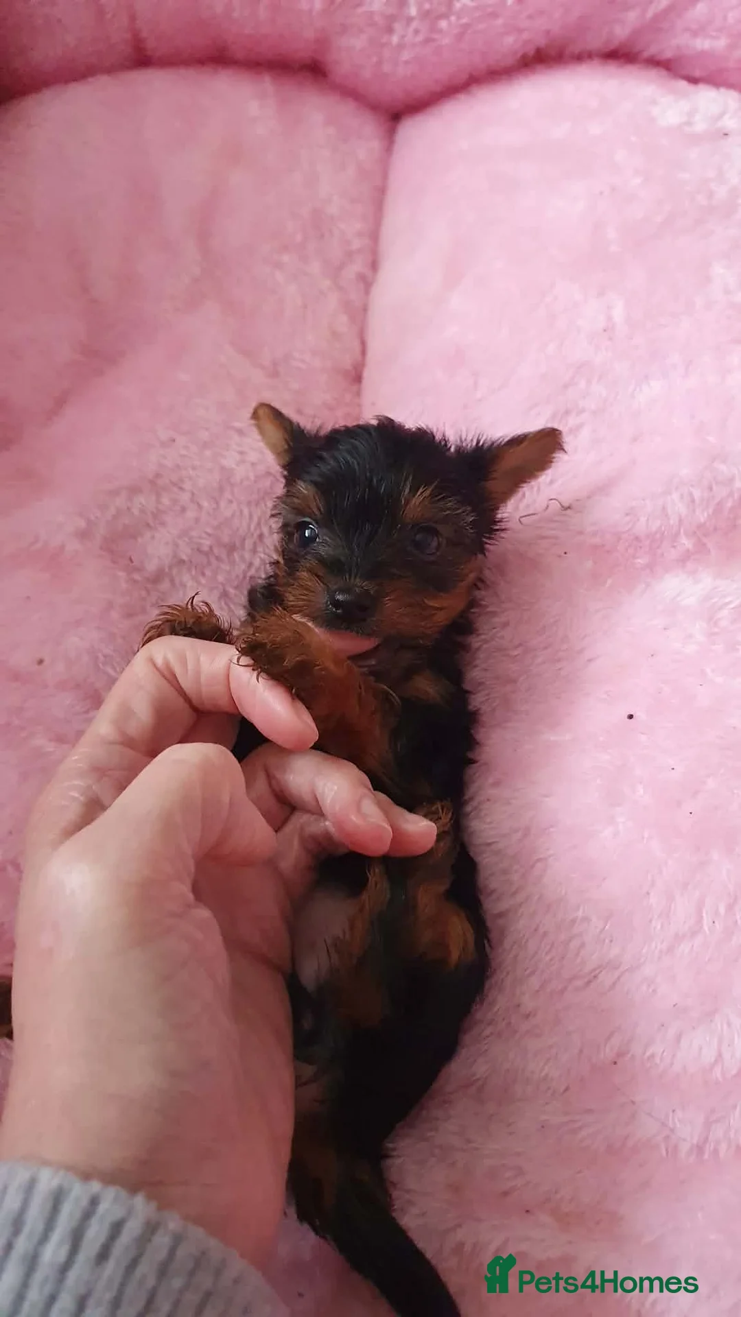 Yorkshire Terrier dogs for sale: Yorkshire terrier puppies  - Advert 12