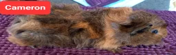 Guinea Pig rodents for sale: Aby type pet boars - Advert 5