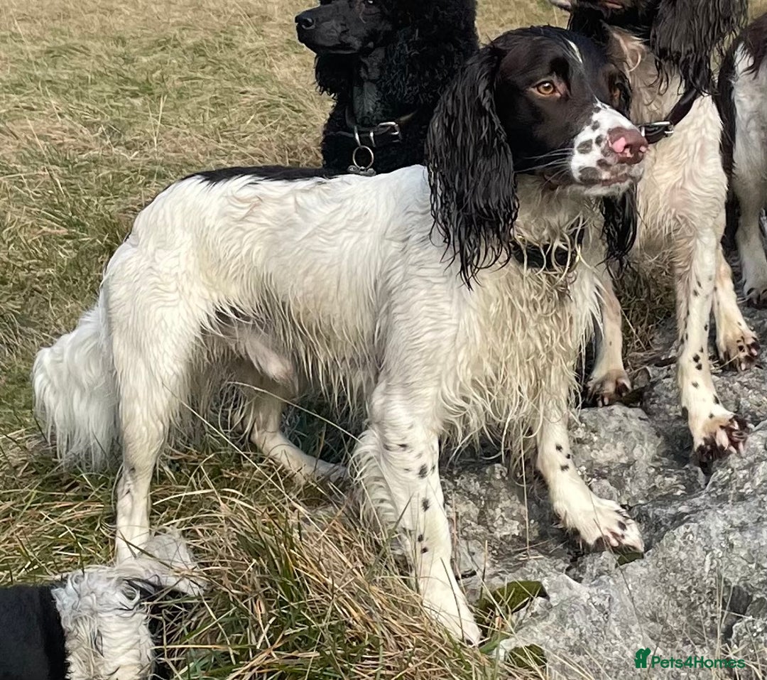 English Springer Spaniel dogs for stud: *KC registered* Gus available for stud in Pontefract - Advert 6