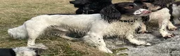 English Springer Spaniel dogs for stud: *KC registered* Gus available for stud in Pontefract - Advert 6