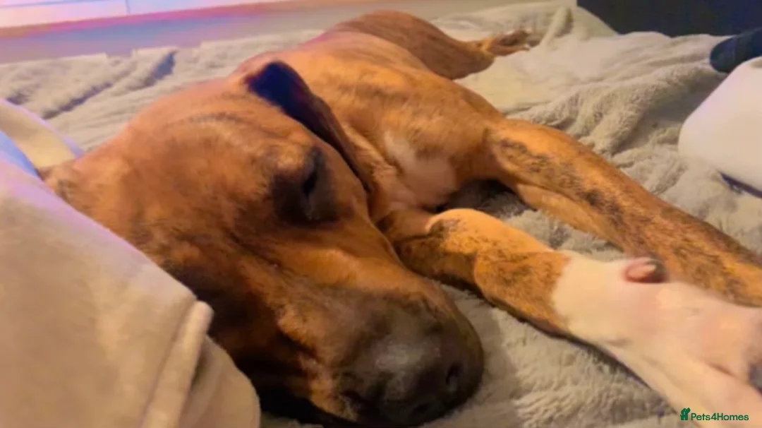 Mixed Breed dogs for sale: The lovely Nala  - Advert 4