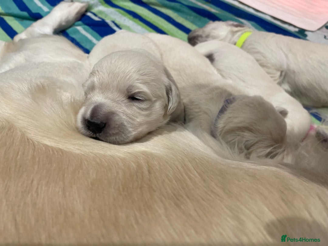 Golden Retriever dogs for sale: Quality Bred Golden Retriever Puppies - Advert 11