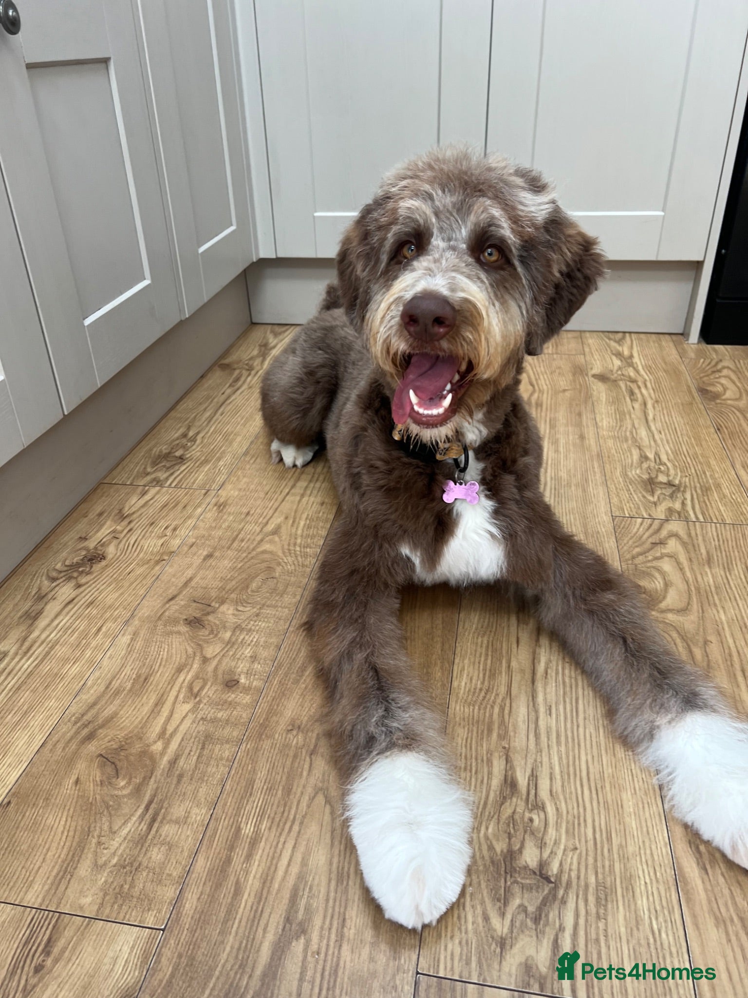Bernedoodle dogs 9 month old Bernedoodle  - Advert 9