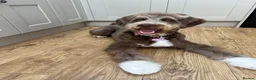 Bernedoodle dogs for sale: Bernedoodle puppy **rehome** - Advert 1