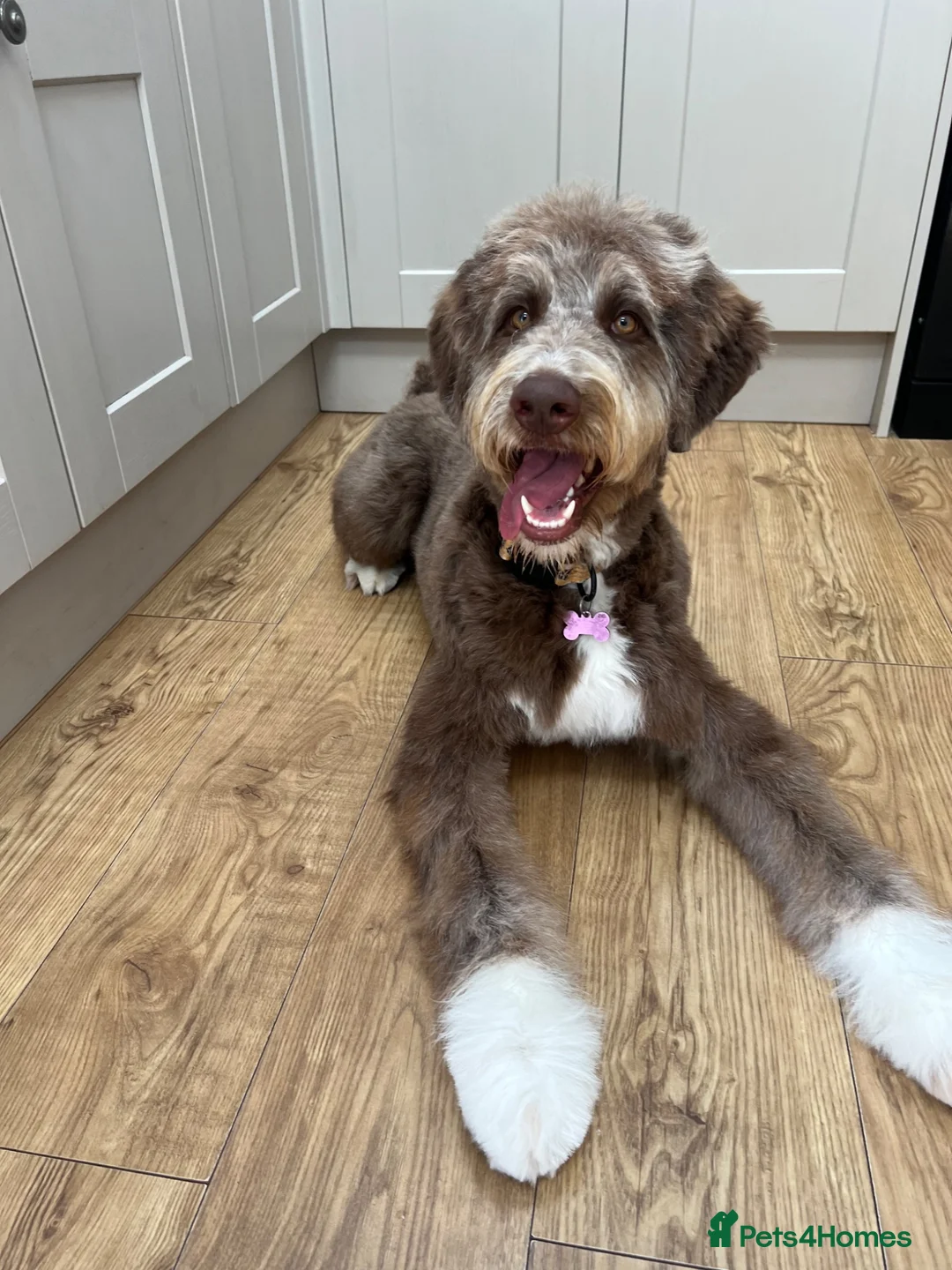 Bernedoodle dogs for sale: Bernedoodle puppy **rehome** - Advert 1