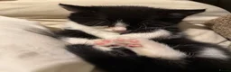 Domestic Shorthair cats for sale: Adorable kitten looking for his forever home  - Advert 6
