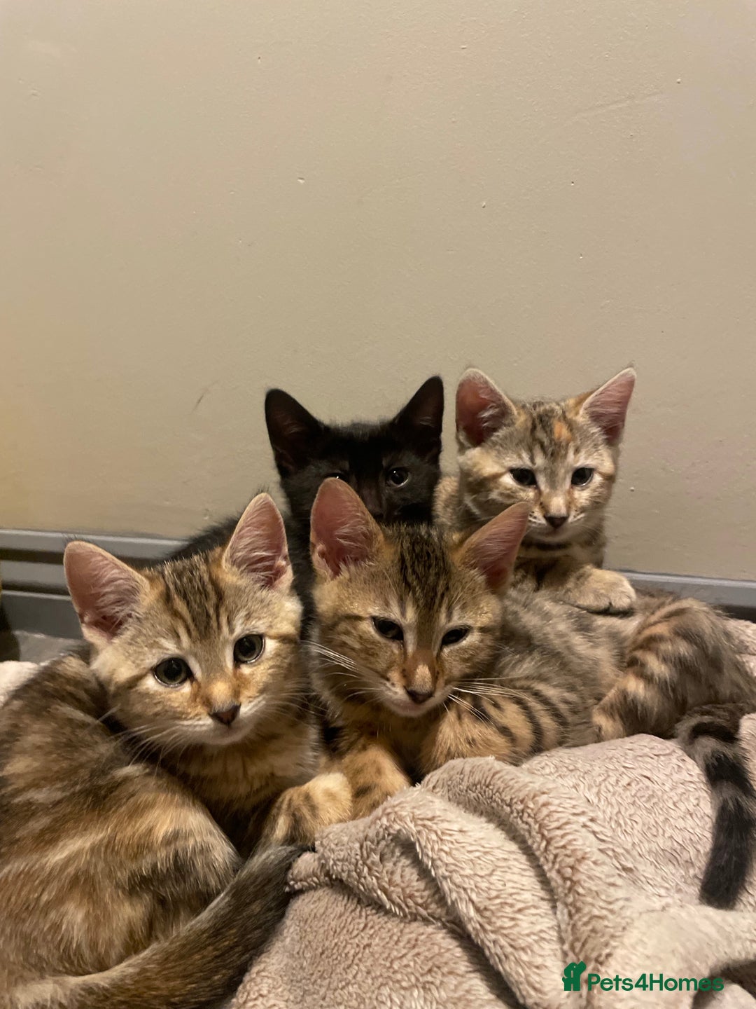 Bengal cats for sale: Cute and fluffy half Bengal kittens  - Image 19