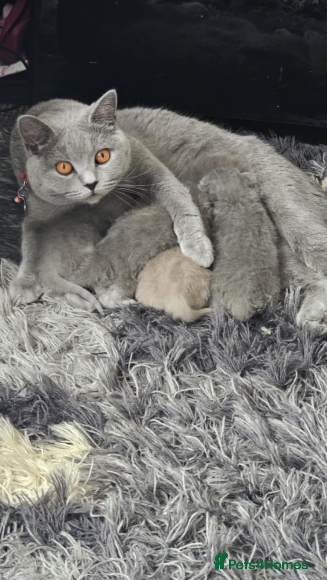 British Shorthair cats for sale: Show Quality Champions British Shorthair GCCF - Image 15