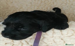 Sproodle dogs for sale: Sproodle F1 Puppies - Image 3