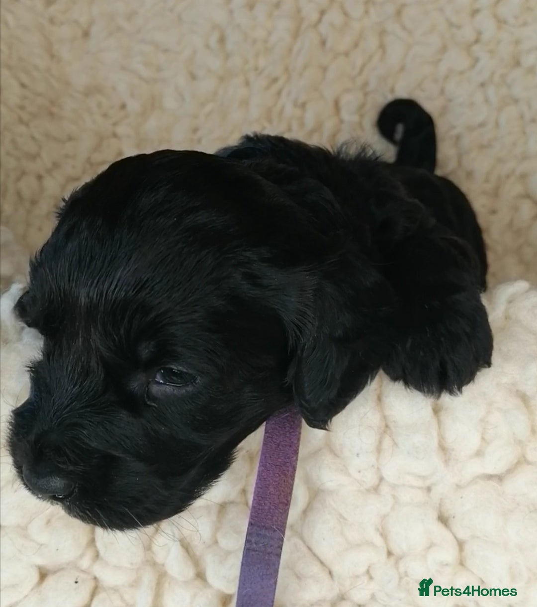 Sproodle dogs for sale: Sproodle F1 Puppies - Image 3
