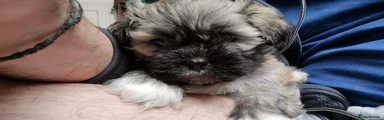 Lhasa Apso Puppy 2 Panthro 