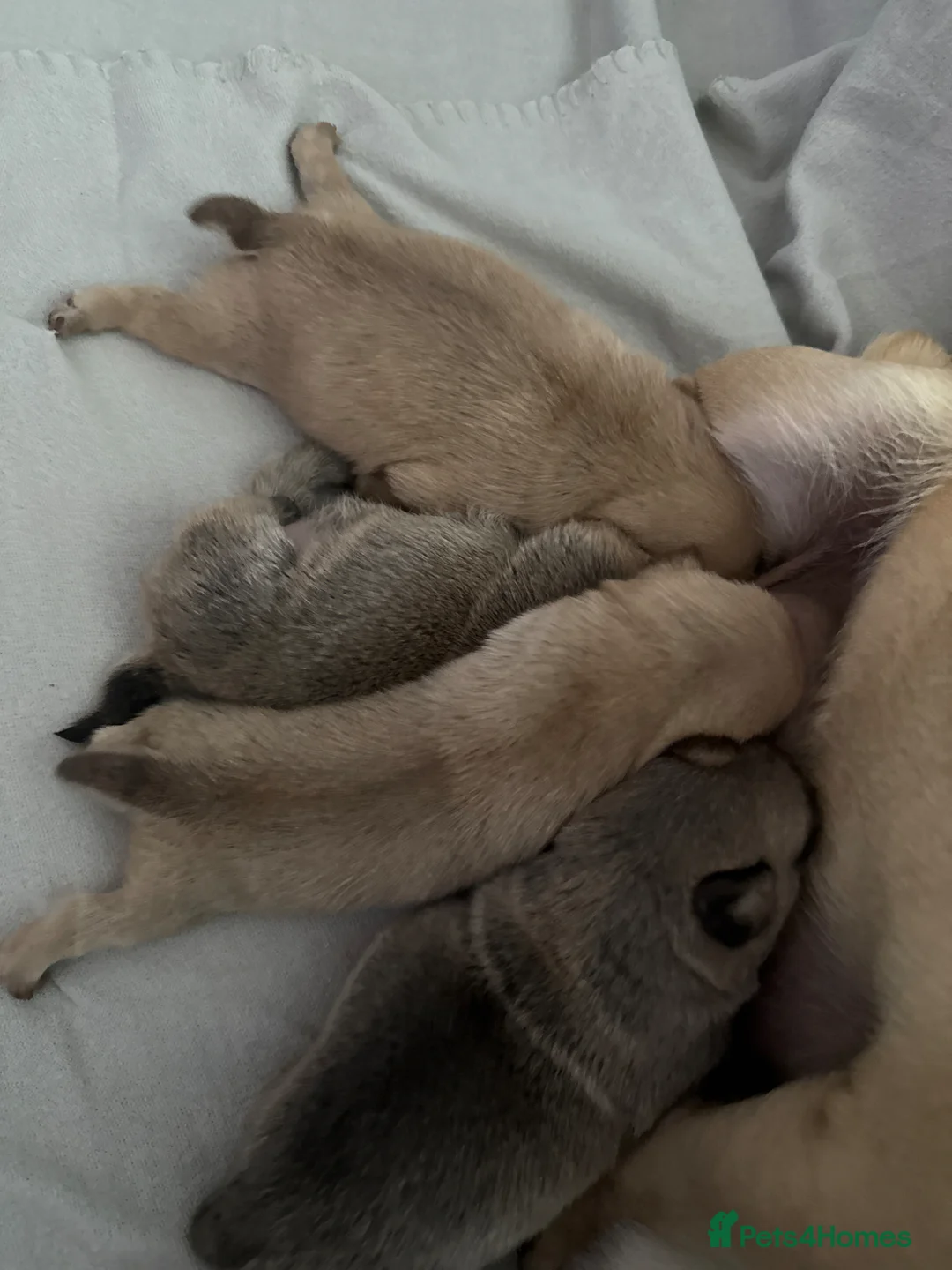 Pug dogs for sale: pedigree pug puppy’s  - Advert 1
