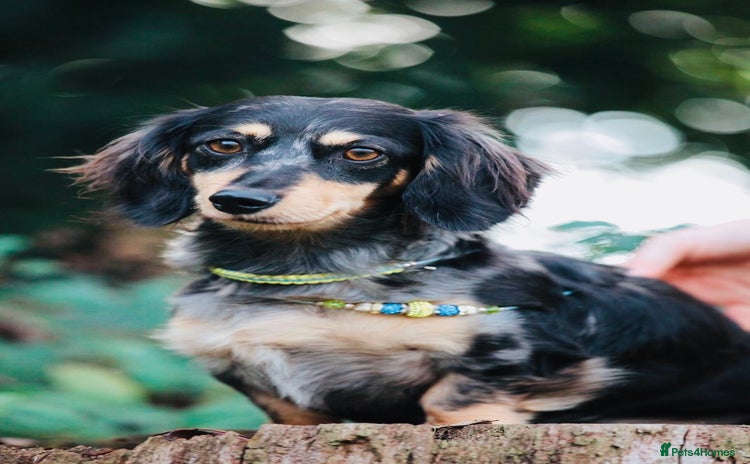 Miniature Dachshund dogs - Advert 7