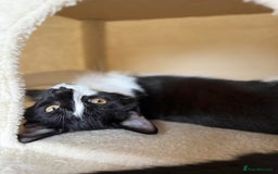 Mixed Breed cats for sale: 10 Month Old Male Kitten - Otis - Image 1