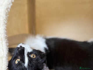 Mixed Breed cats for sale - Advert 1