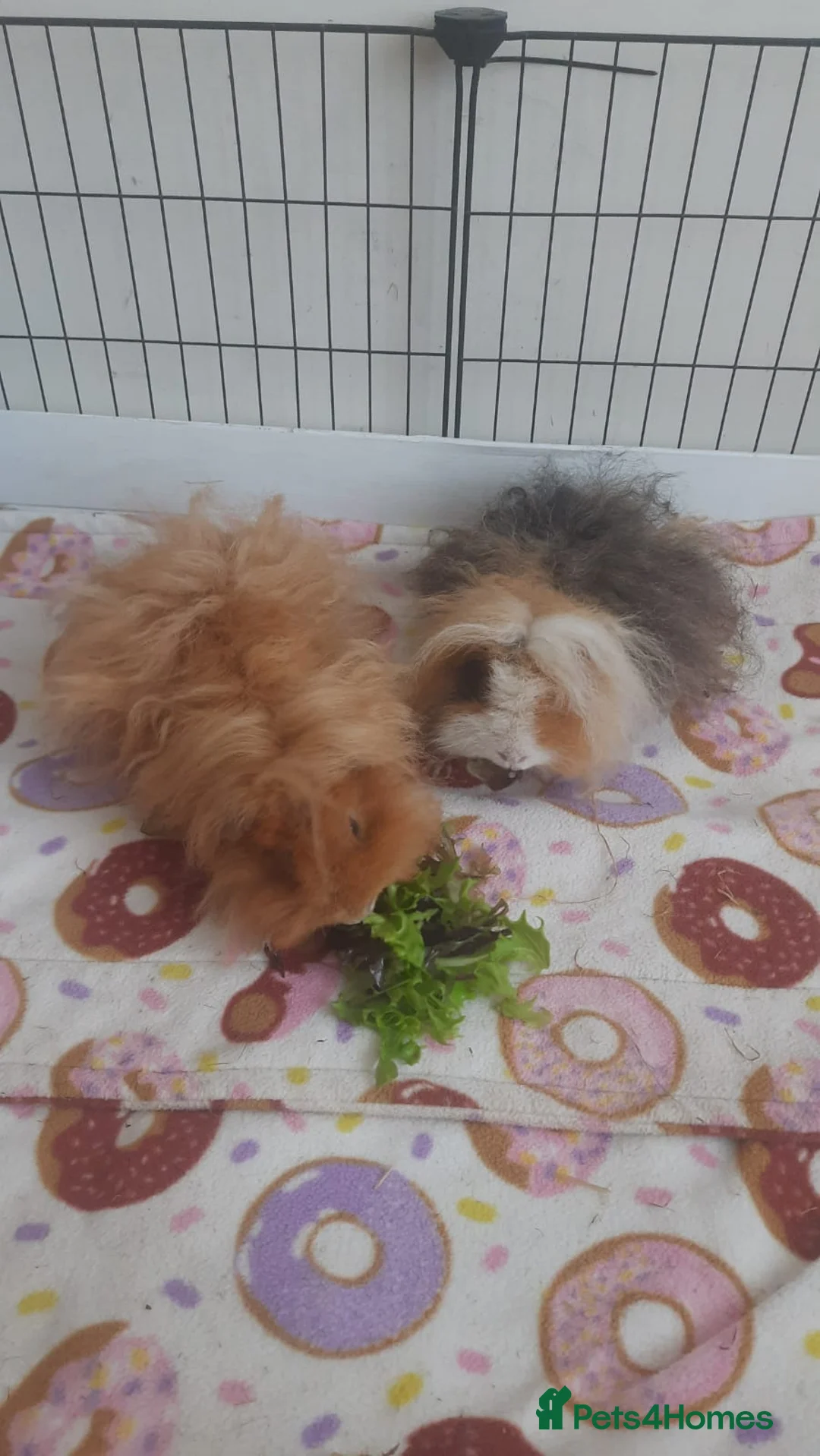 Guinea Pig rodents for sale: 2 Lunkarya guineas with cage and accessories  - Advert 2