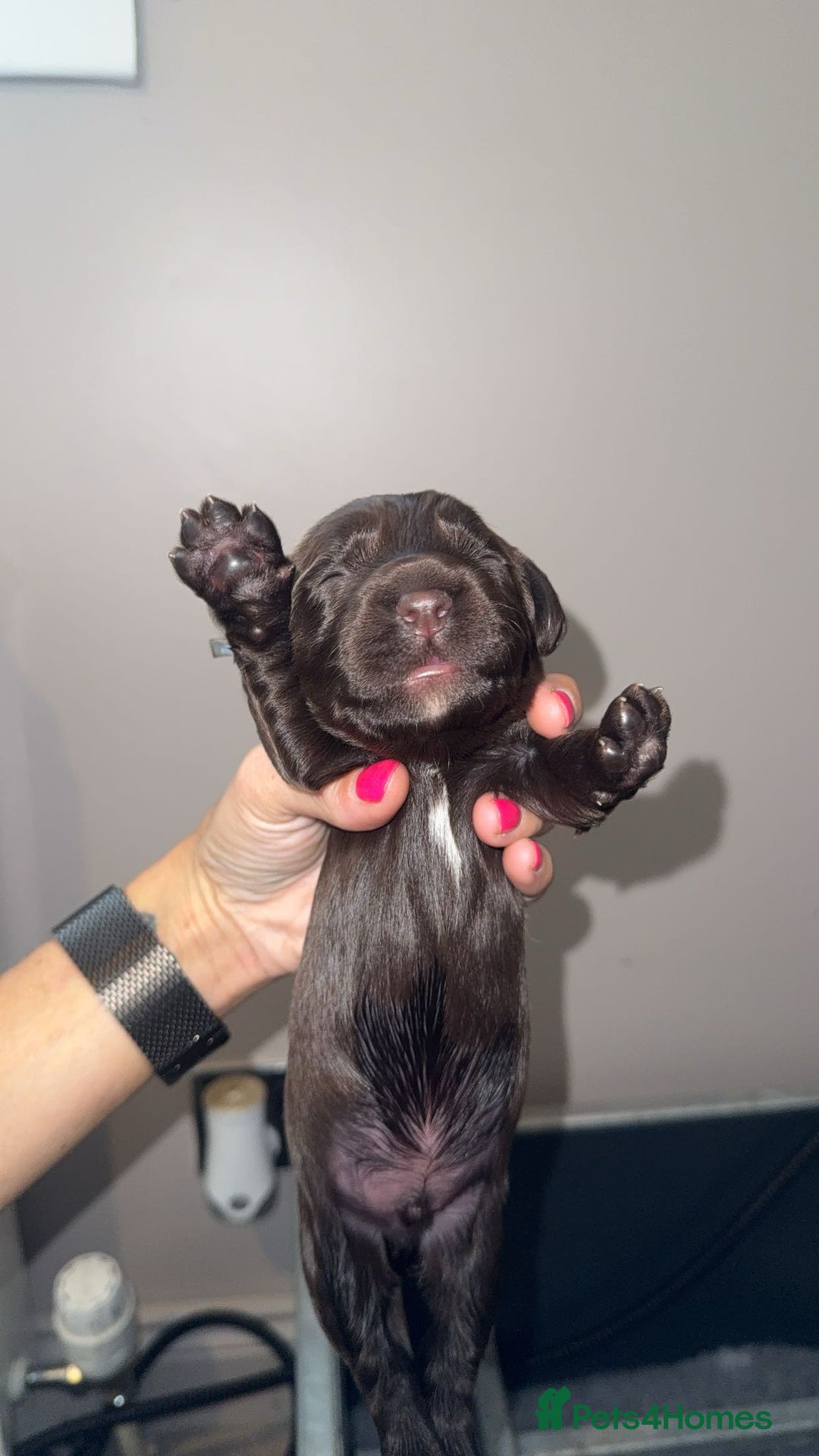 Cocker Spaniel dogs for sale: Cocker Spaniel Puppies - Image 8