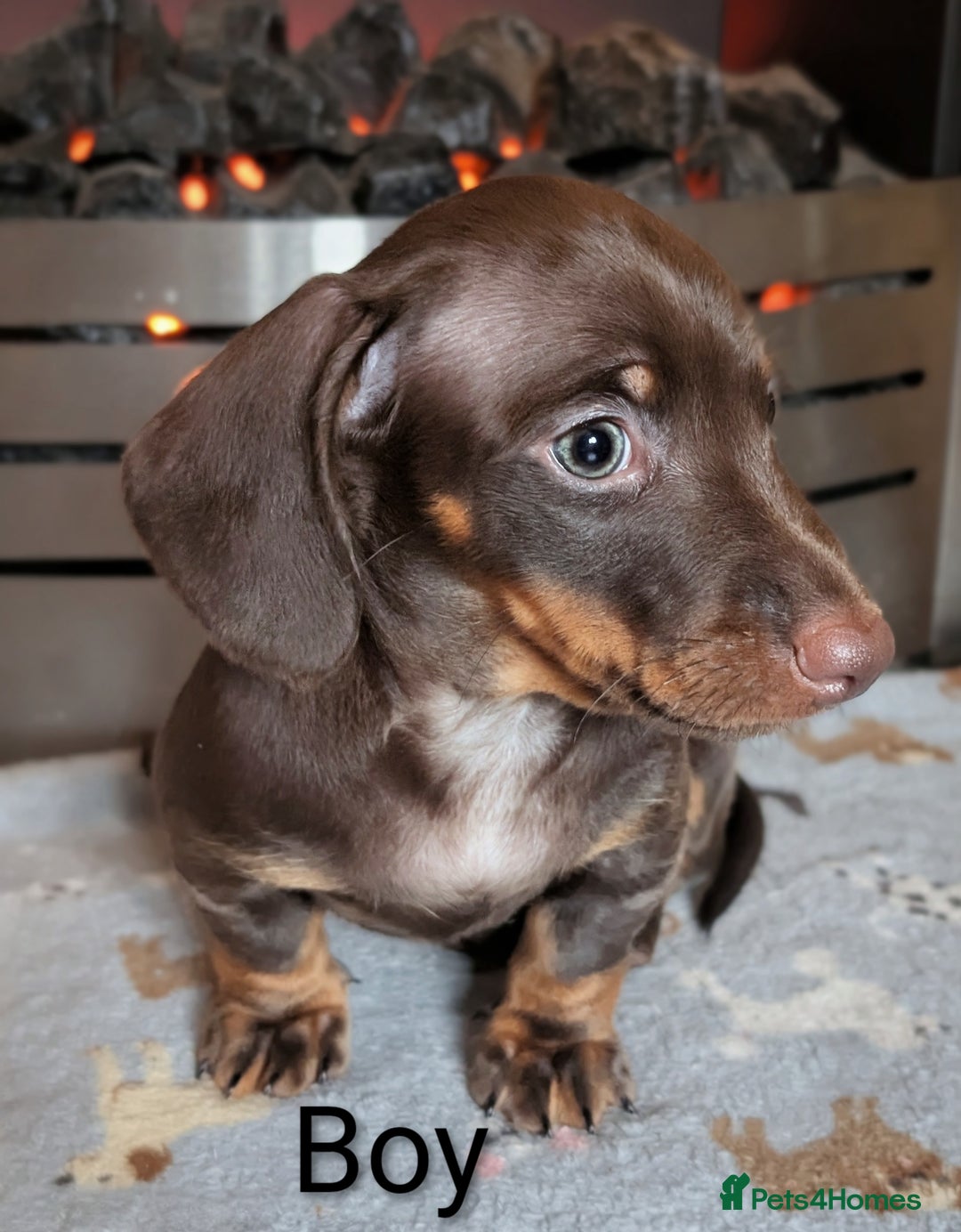 Miniature Dachshund dogs for sale: KC Miniature Dachshund ( MALE )  - Advert 4