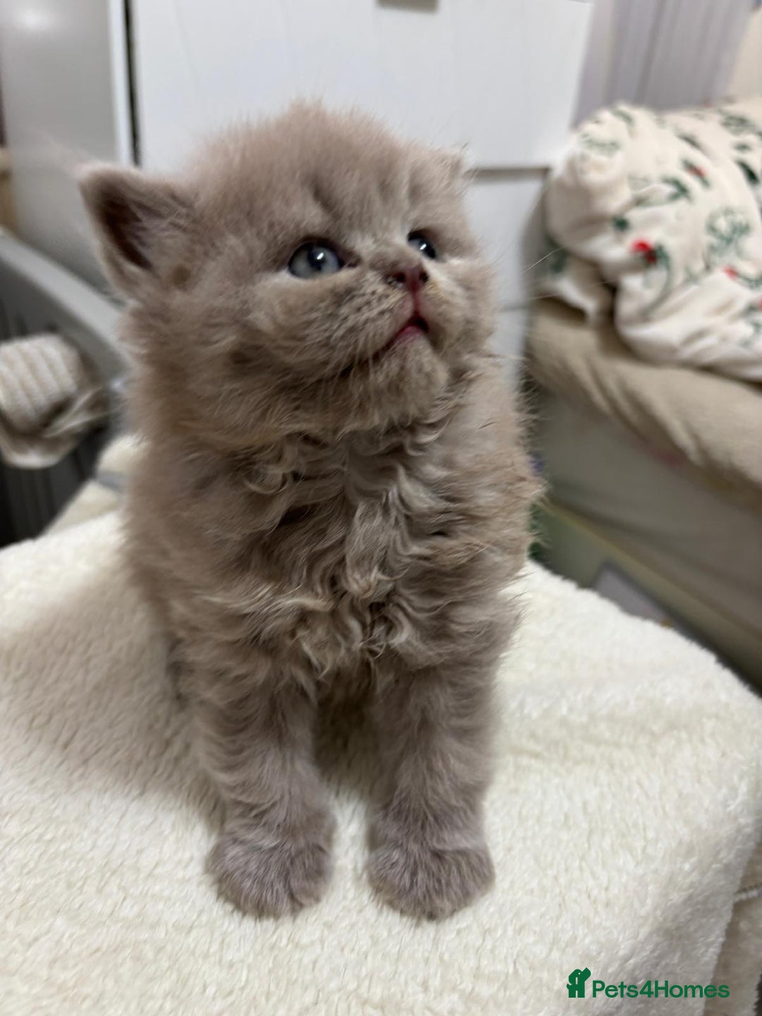 British Longhair cats for sale: Cute BLH LILAC BOY and BLH BLUE GIRL  - Advert 8