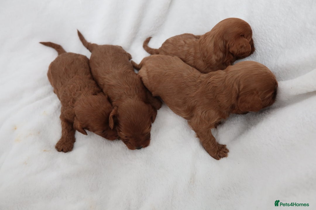Cavapoo dogs for sale: 4 beautiful red cavapoo puppies available  - Advert 5