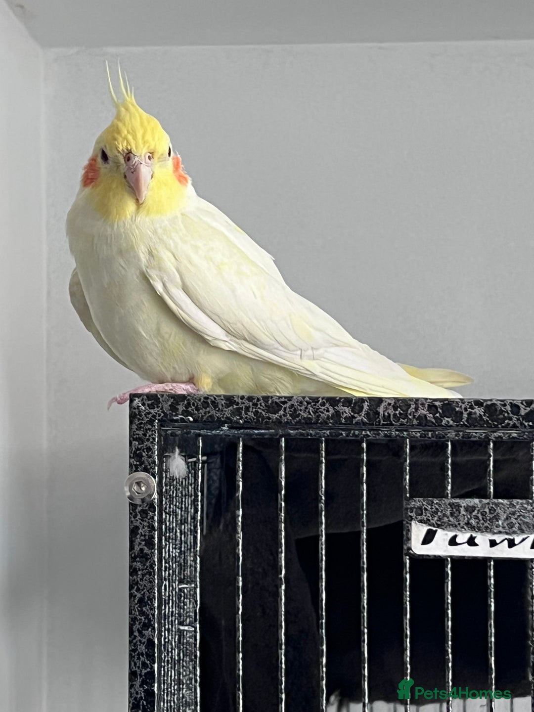 Cockatiels birds for sale: Semi tamed Male and female cockatiels and cage - Advert 4