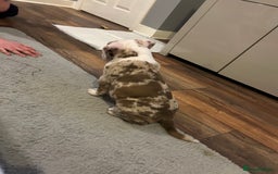 Olde English Bulldogge dogs for stud: OEB 🐶⭐️DEL~BOY ⭐️🐶 First time Stud  - Image 16