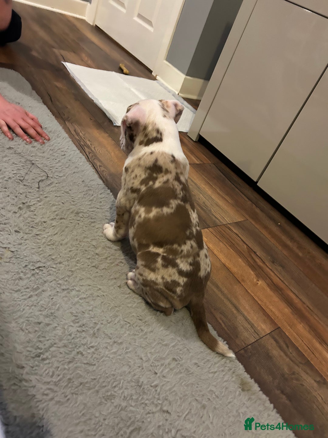 Olde English Bulldogge dogs for stud: OEB 🐶⭐️DEL~BOY ⭐️🐶 First time Stud  - Image 16