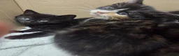 Mixed Breed cats for sale: Kittens - Advert 10