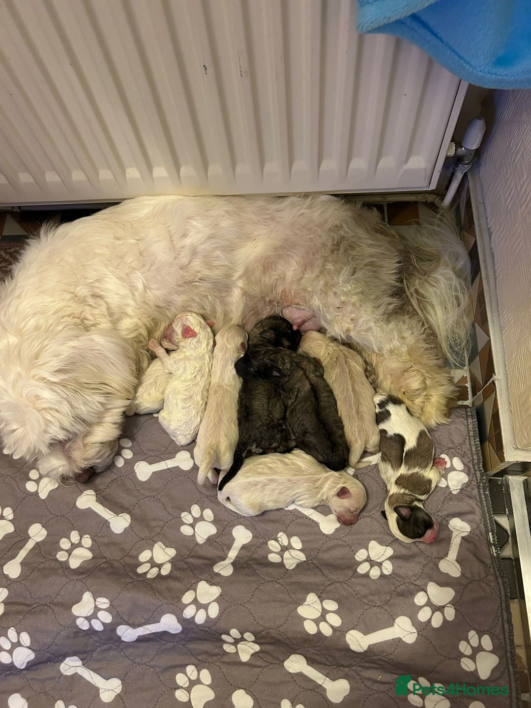 Mixed Breed dogs for sale: Maltese / Bichon Frise Puppies - Advert 12