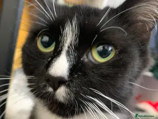Mixed Breed cats Garfield - Advert 1