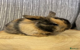 Mini Lop rabbits for sale: Pure mini lops  - Image 2
