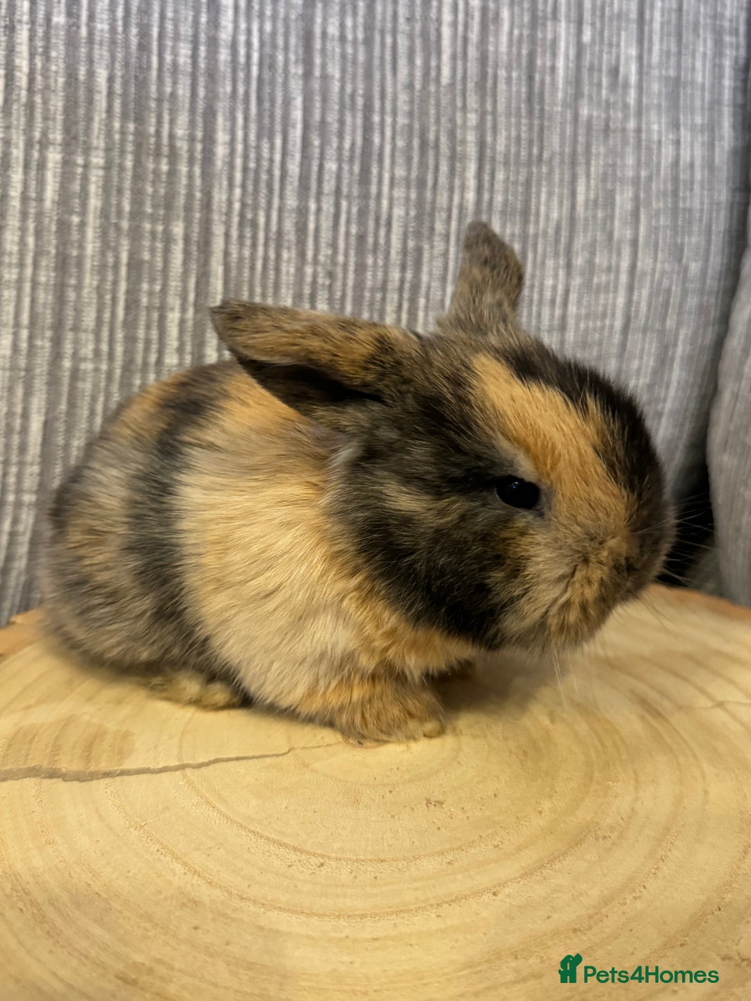 Mini Lop rabbits for sale: Pure mini lops  - Image 2