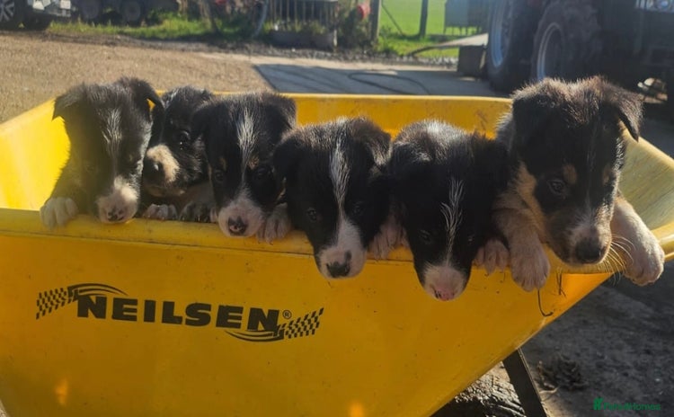 Border Collie dogs - Advert 14