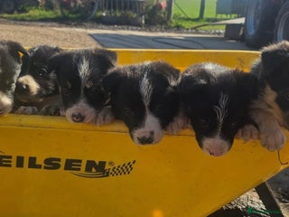 Border Collie dogs - Advert 4