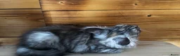 Maine Coon cats for sale: Maine Coon kittens - Advert 21
