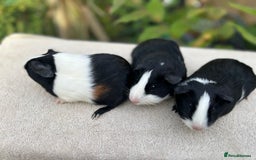 Guinea Pig rodents for sale: Sows/ Female Guinea pigs - Image 2