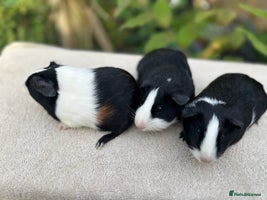 Guinea Pig rodents - Advert 9