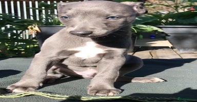 Whippet dogs - Advert 14