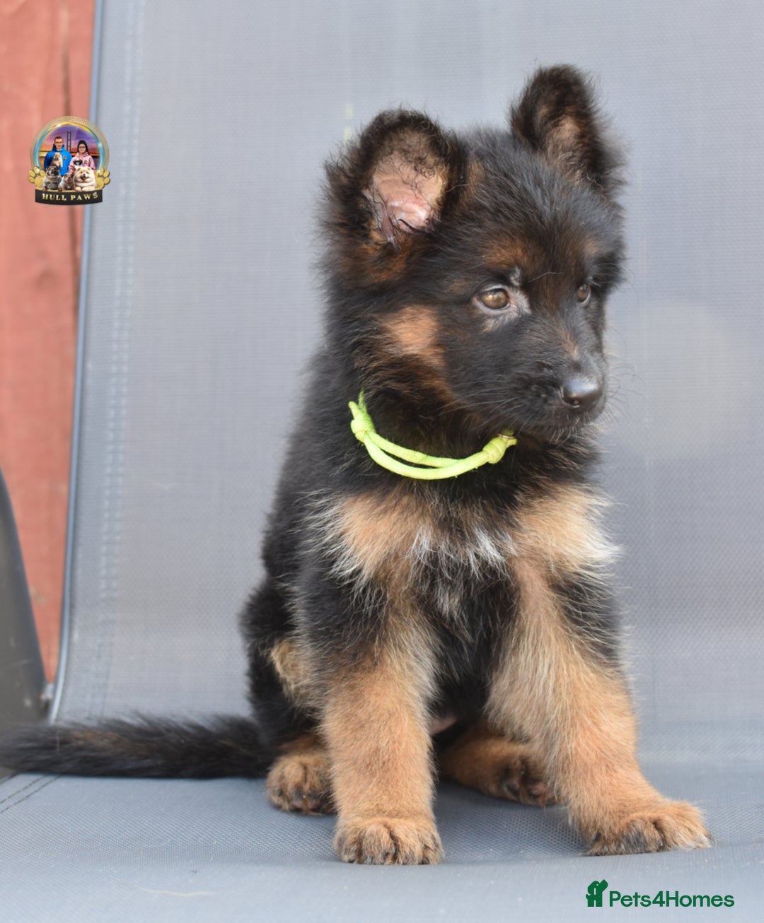German Shepherd dogs for sale: 🤩💥READY NOW 🤩💥German shepherd puppies  - Image 12