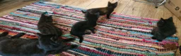 Mixed Breed cats for sale: 4 beautiful kittens looking for a good home in Maidstone - Advert 7