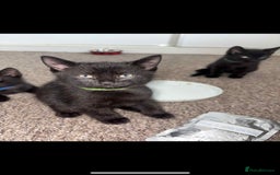 Mixed Breed cats for sale: Black Kittens - Image 3