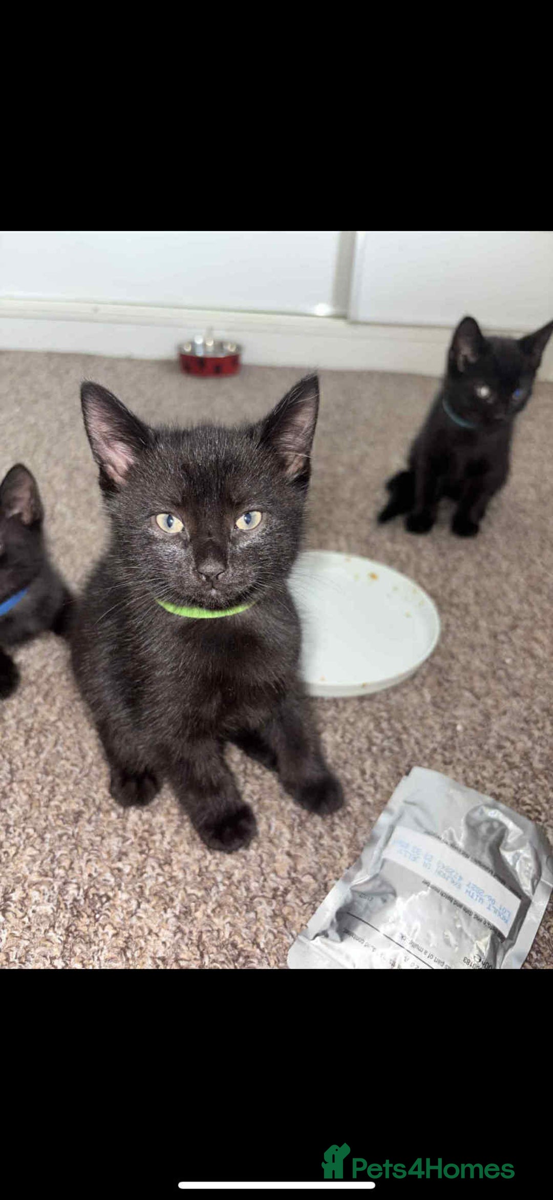 Mixed Breed cats for sale: Black Kittens - Image 3