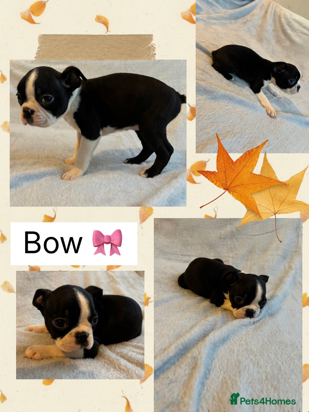 Boston Terrier dogs for sale: Beautiful Boston Terrier Puppies  - Image 8
