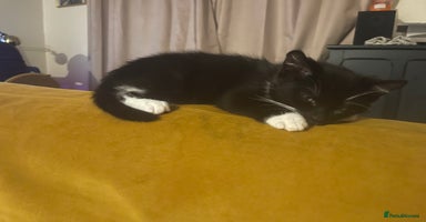 Mixed Breed cats - Advert 11