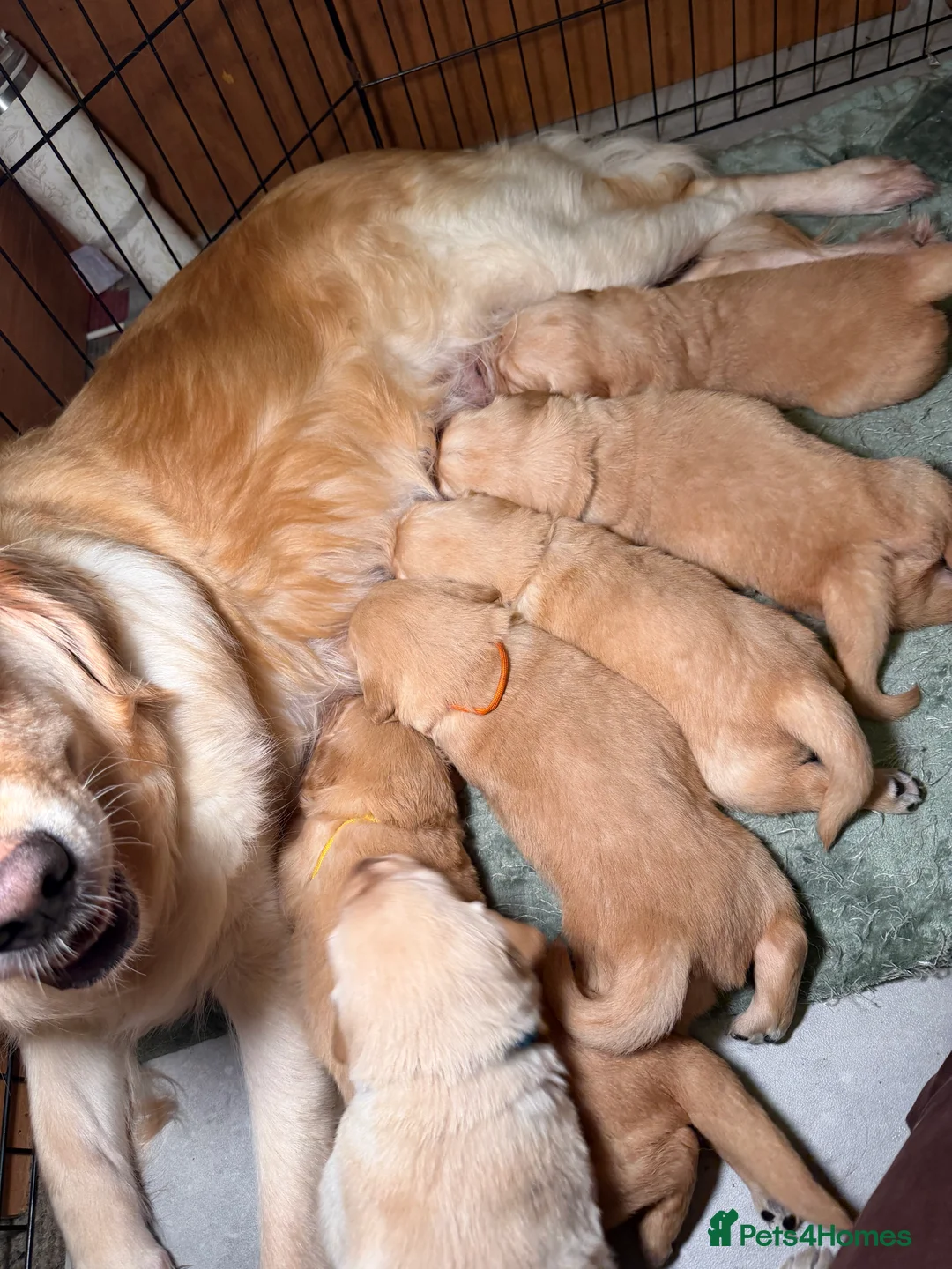 Golden Retriever dogs for sale: Beautiful KC Reg Golden Retrievers - Advert 14