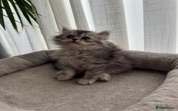 Persian cats for sale: 🐾Fluffy Chinchilla Persian kittens for Sale🐾 - Image 21