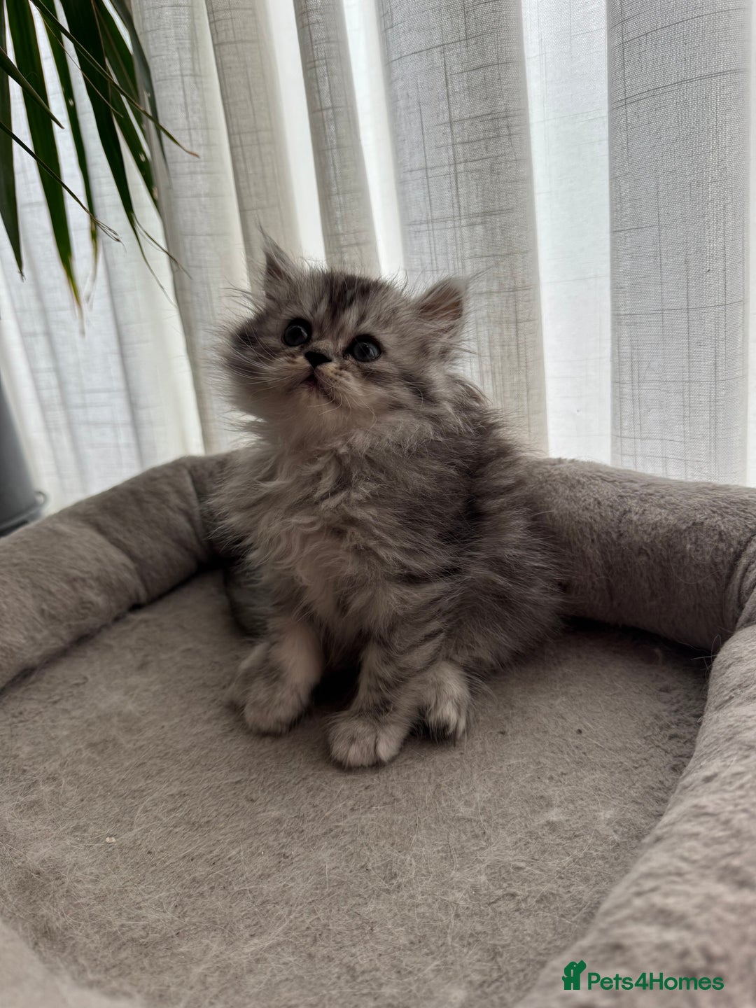 Persian cats for sale: 🐾Fluffy Chinchilla Persian kittens for Sale🐾 - Image 21